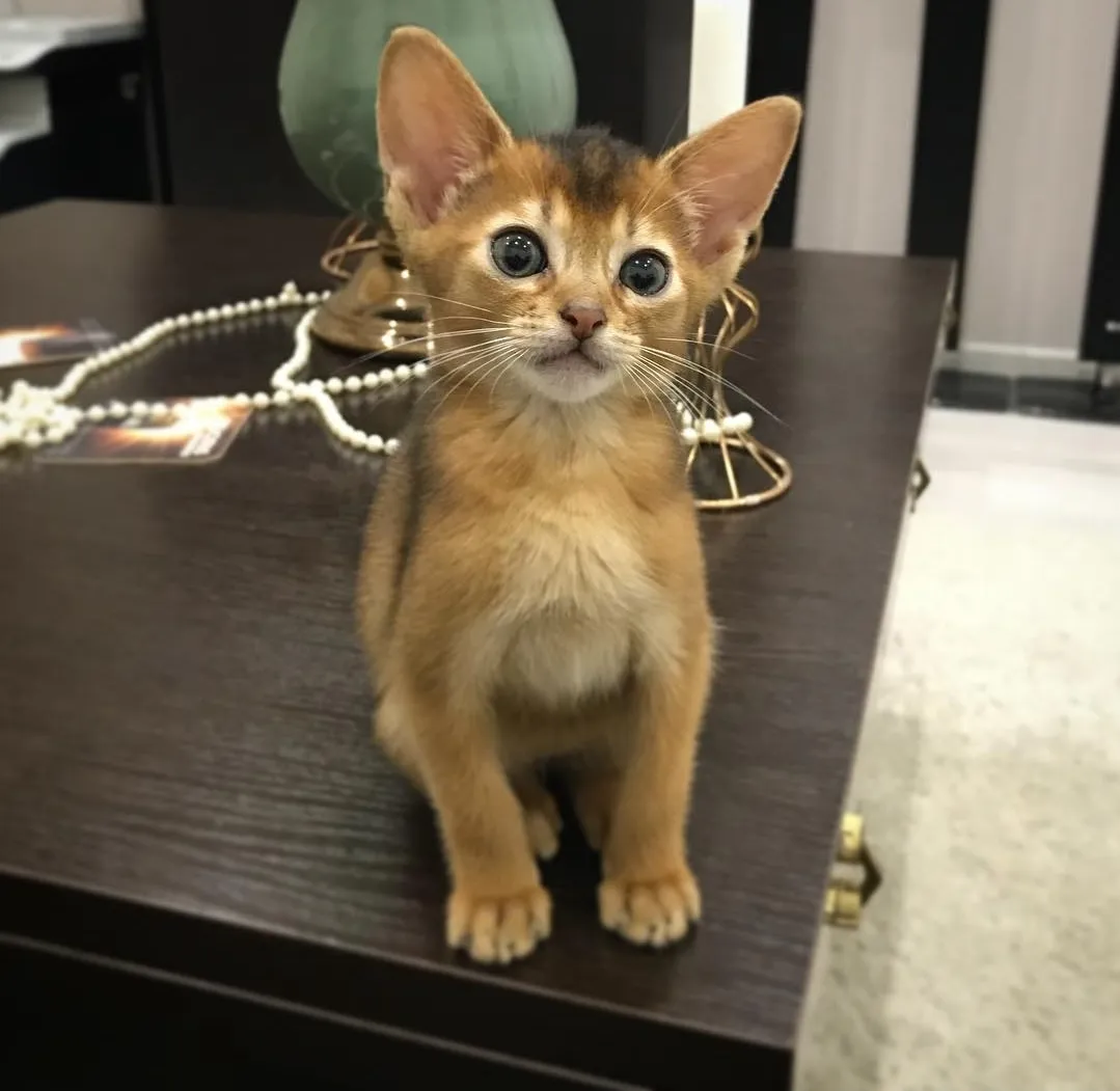 Louie