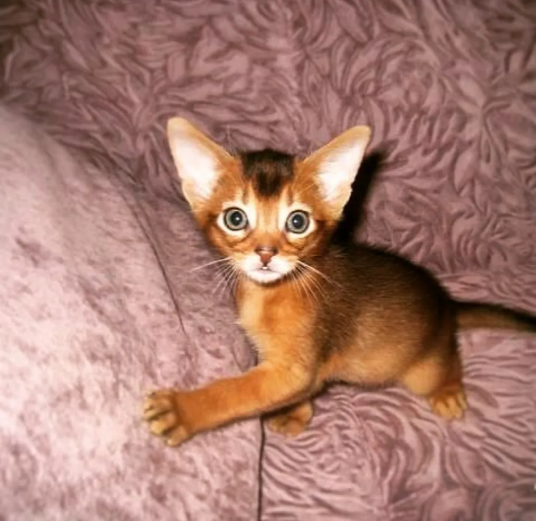 Teddy