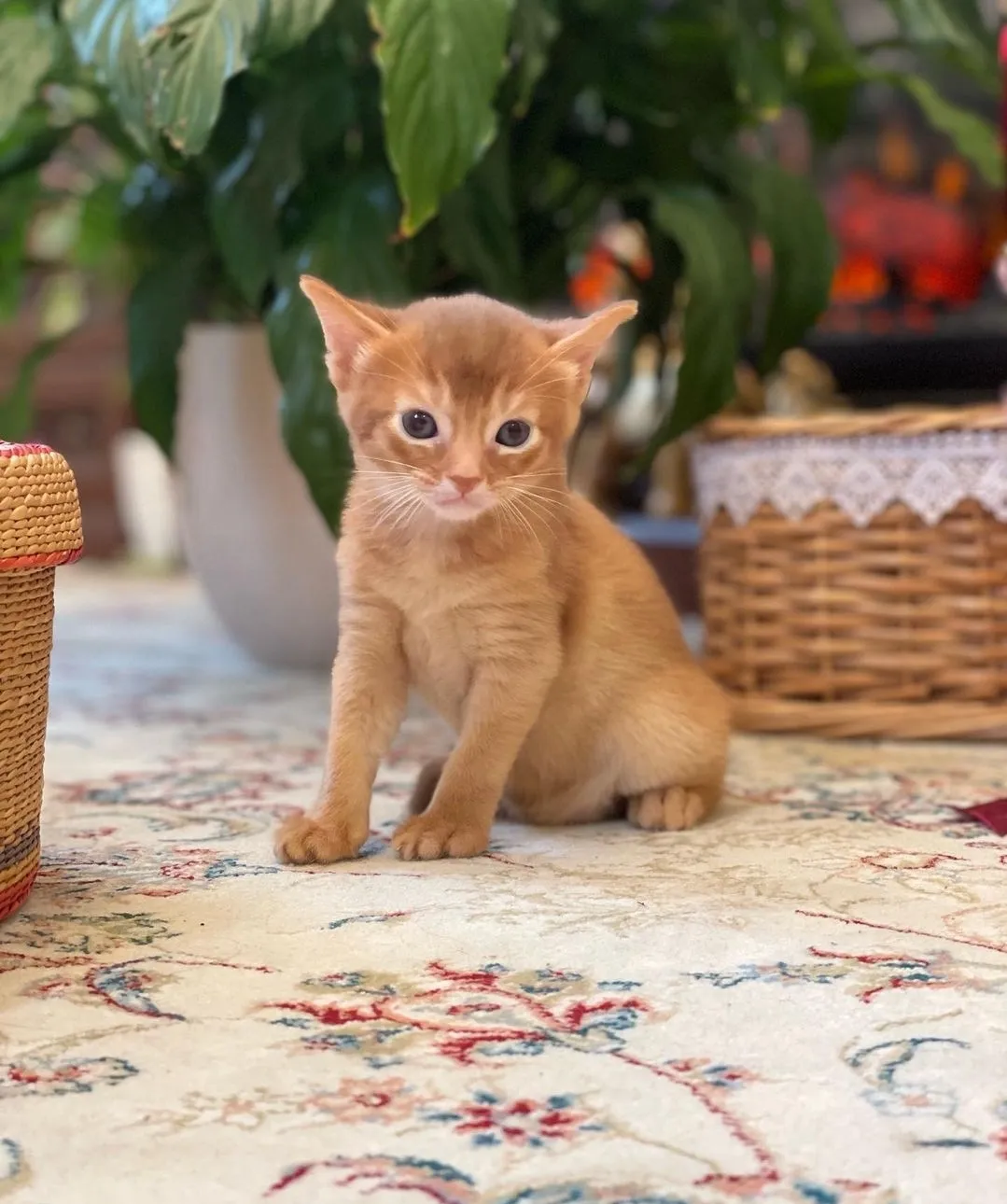 Abyssinian