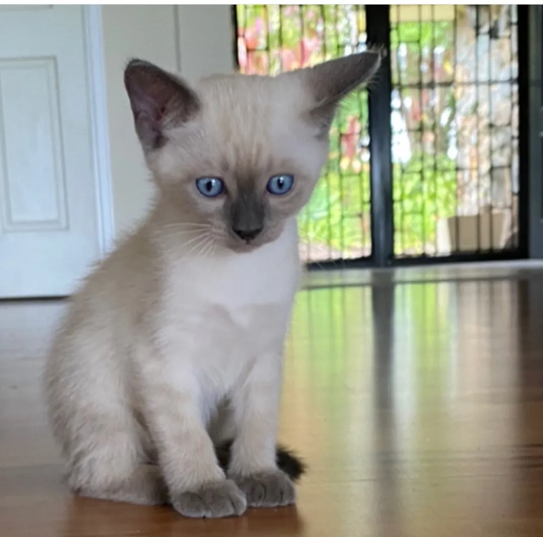 Siamese