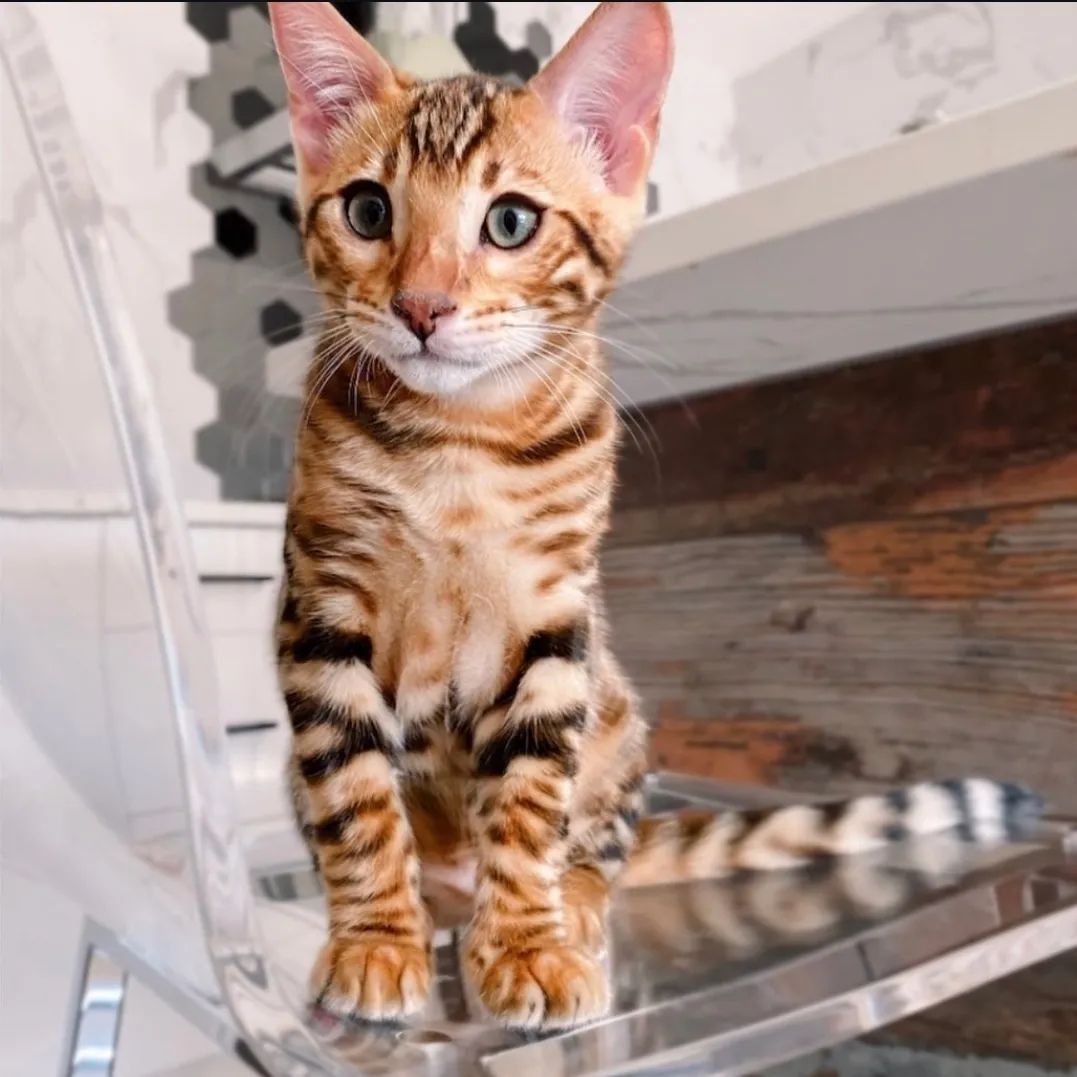 Gatito de Veloura Cats