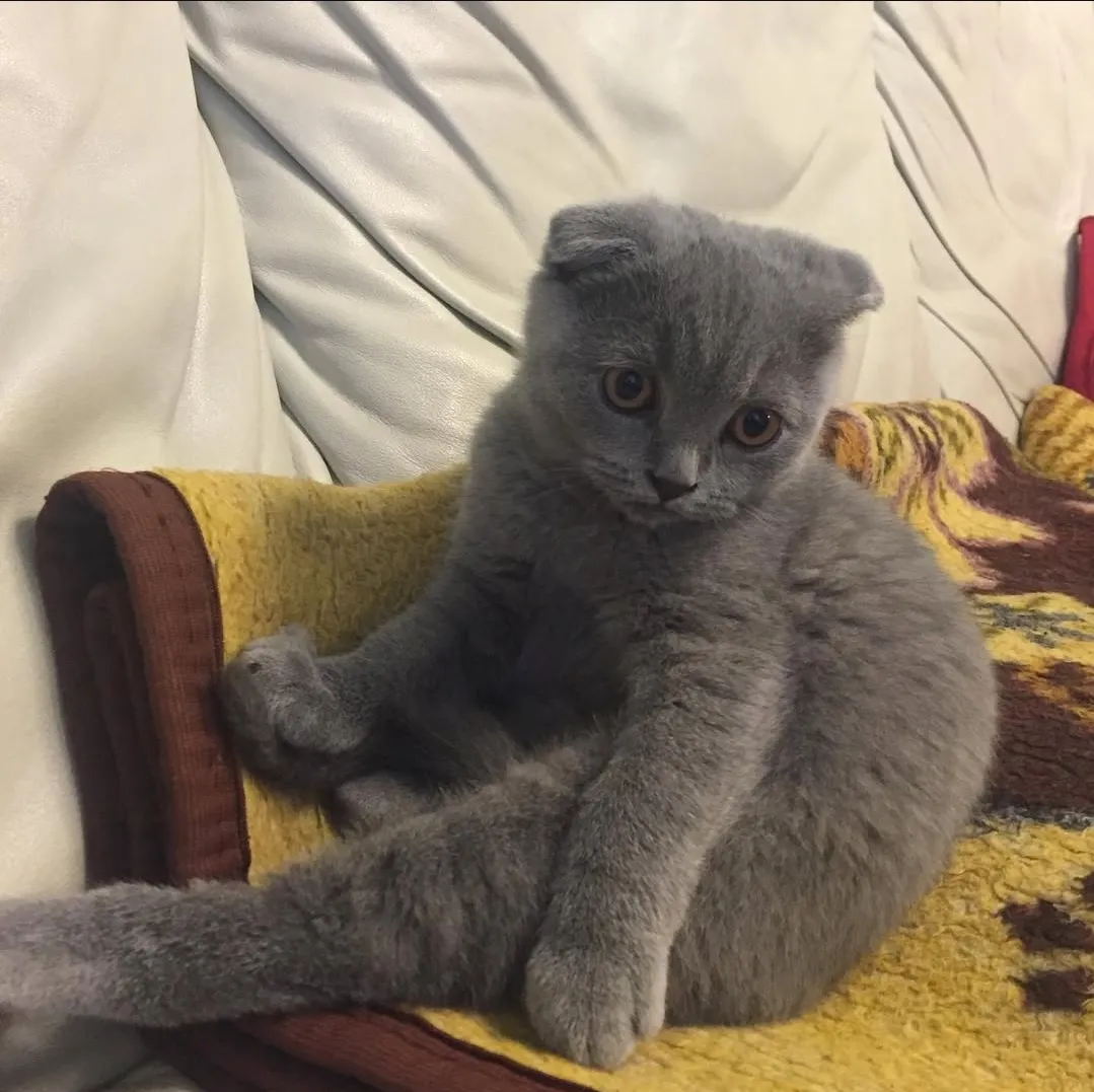 Scottish Fold