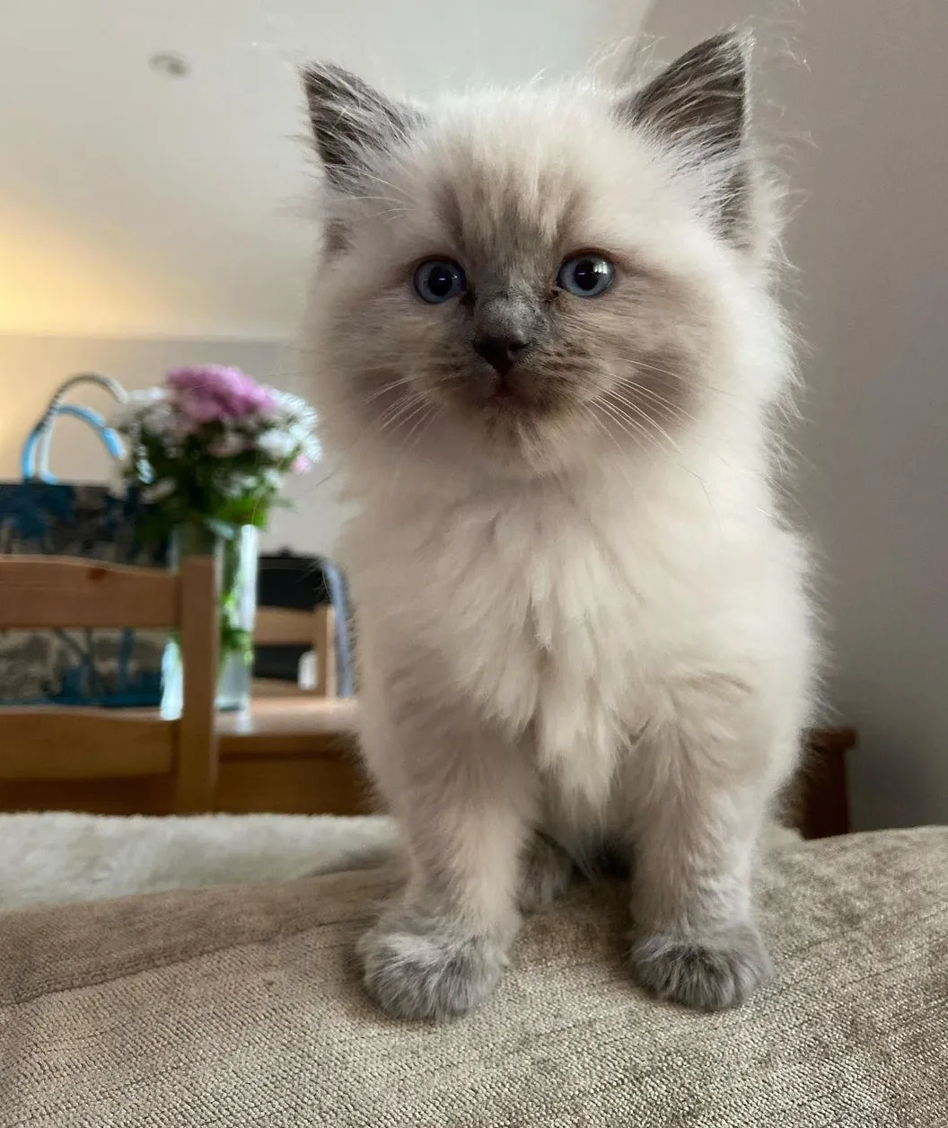 Bella