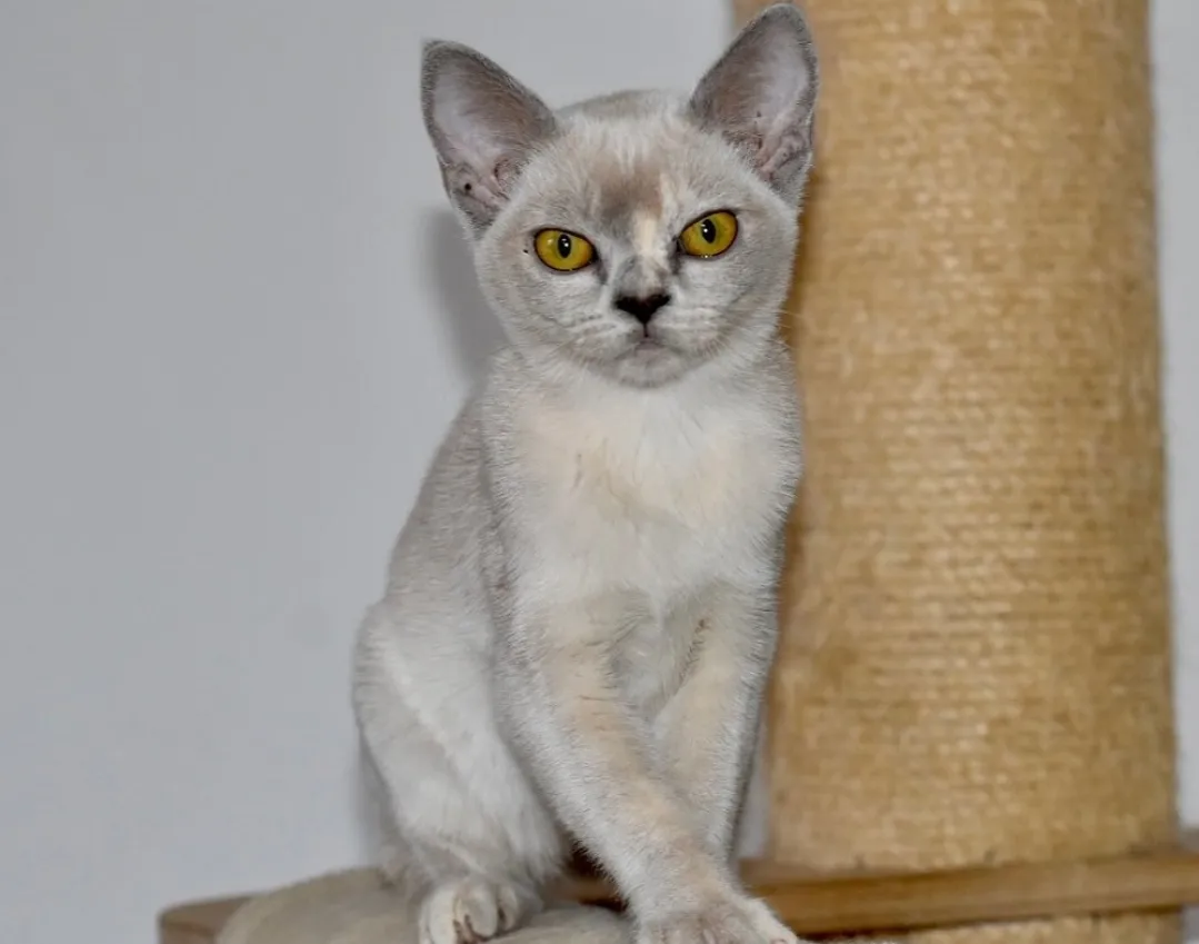 Zoe