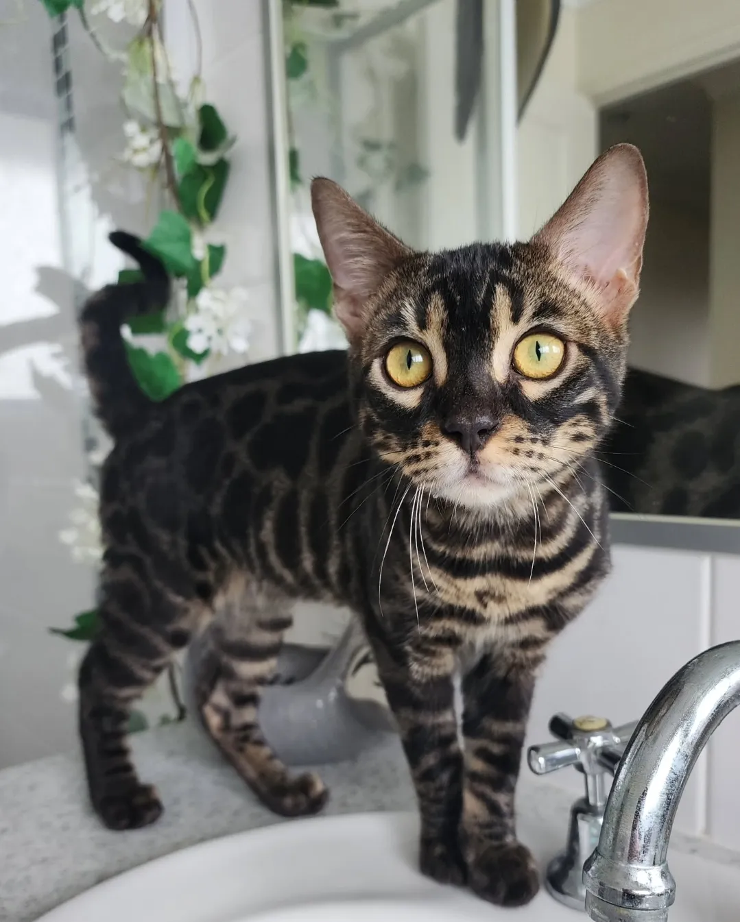 Bengal