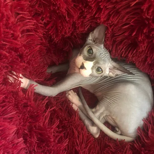 Deni