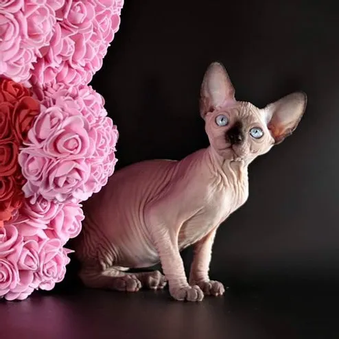 Sphynx