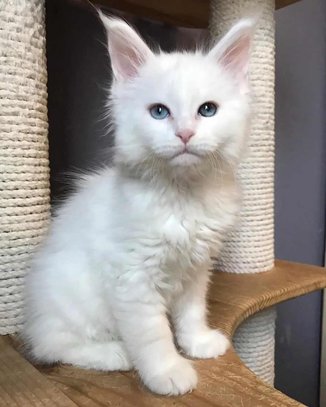Gina
