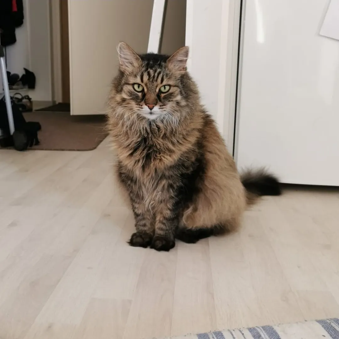 Norwegian Forest