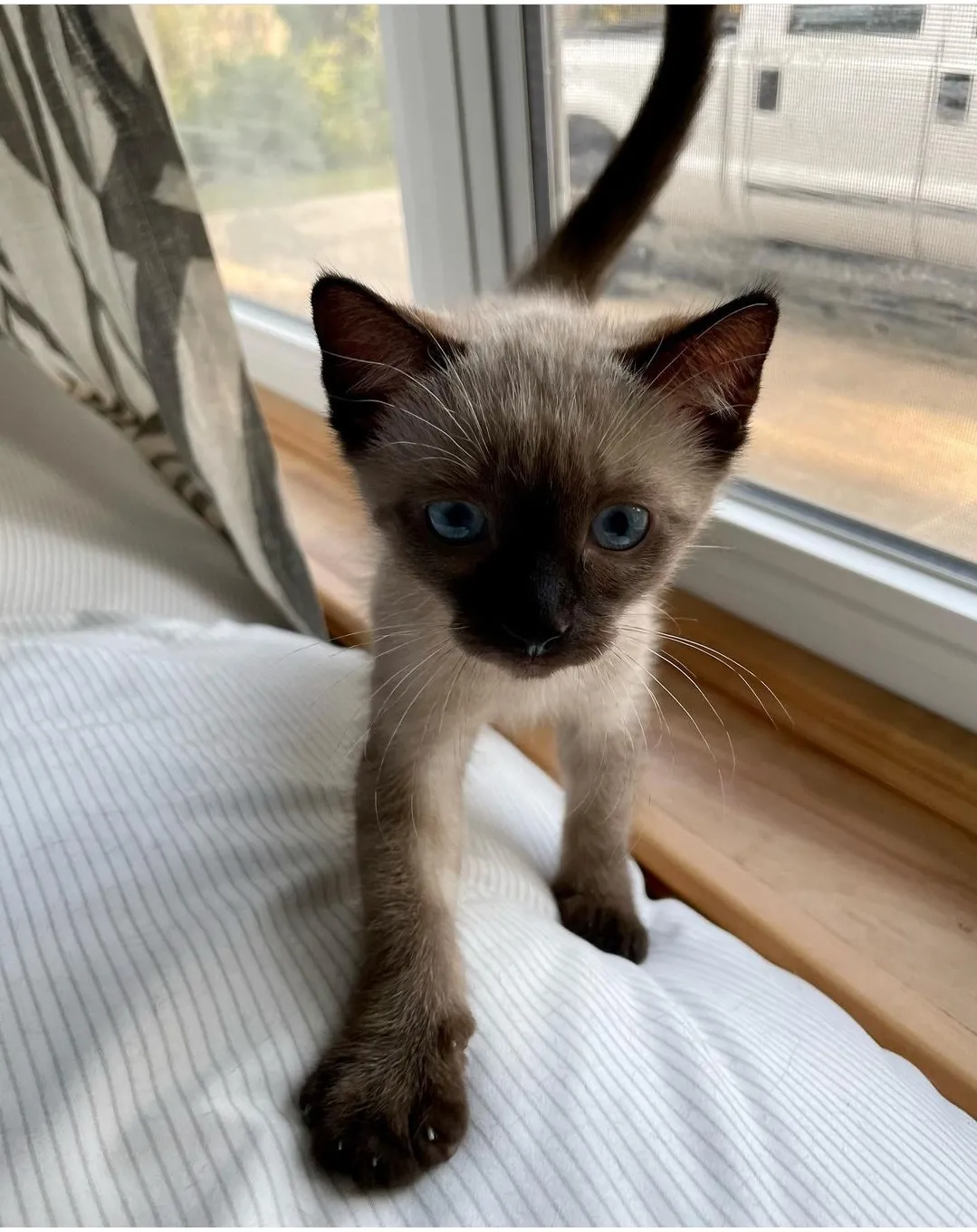 Cleo