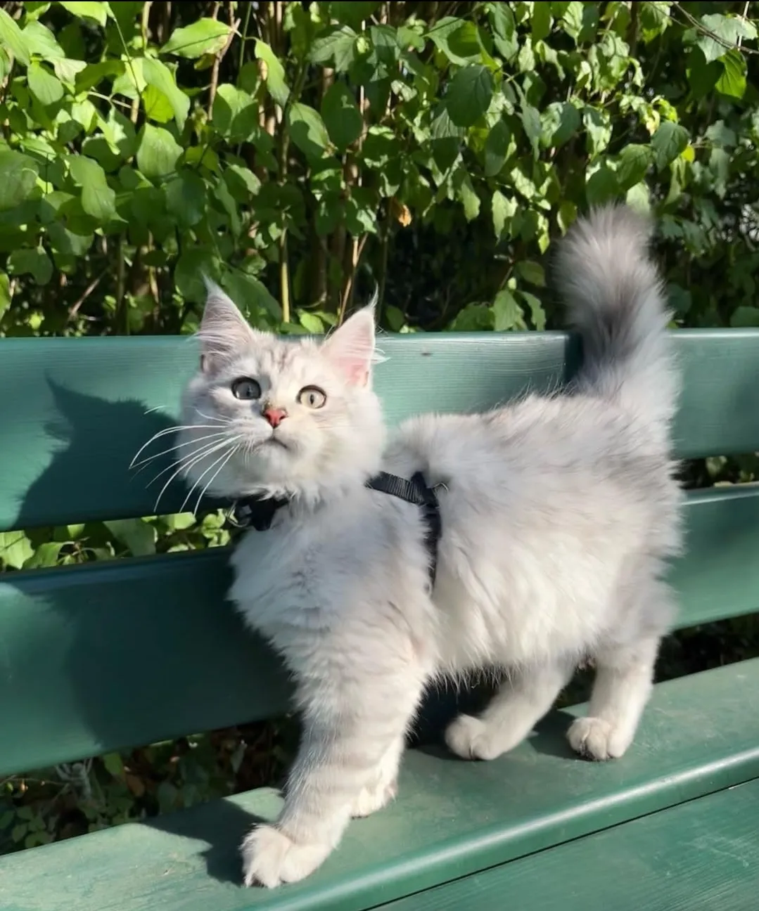 Maine Coon