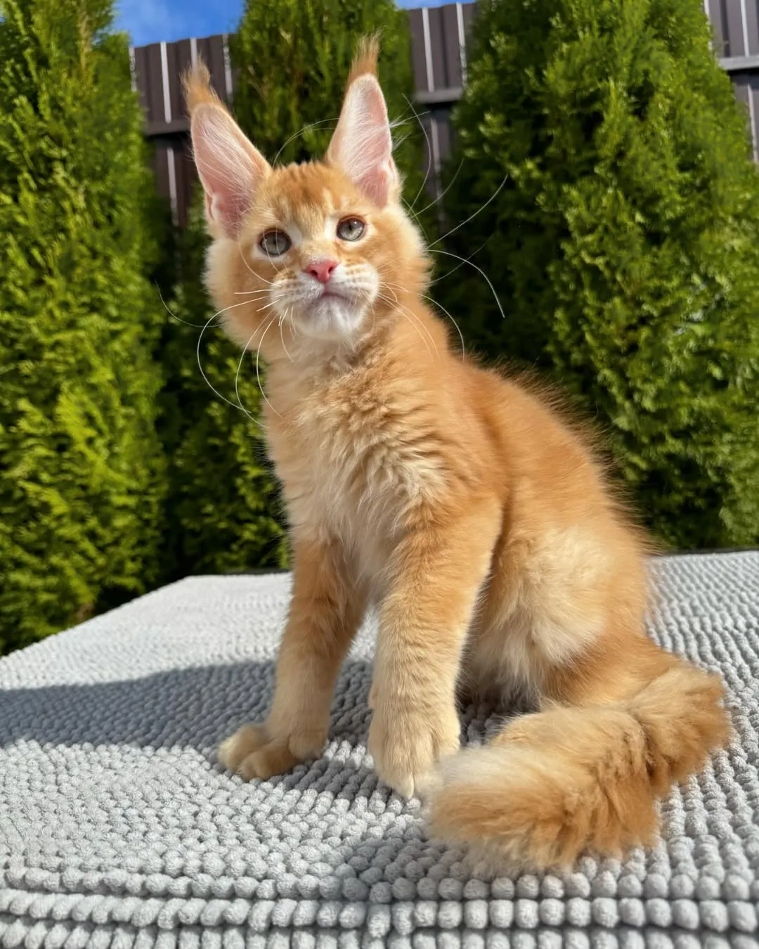 Jerry