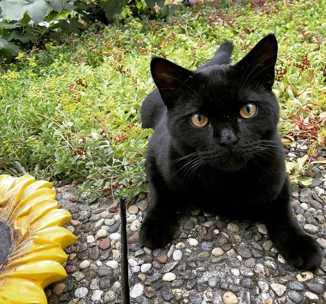 Katze