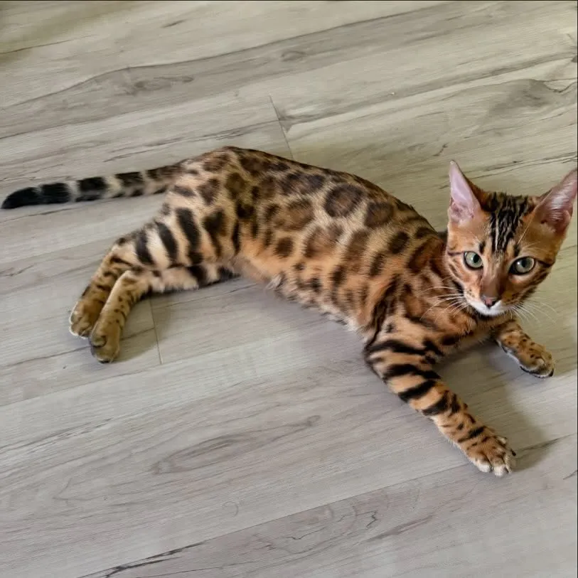 Kuba