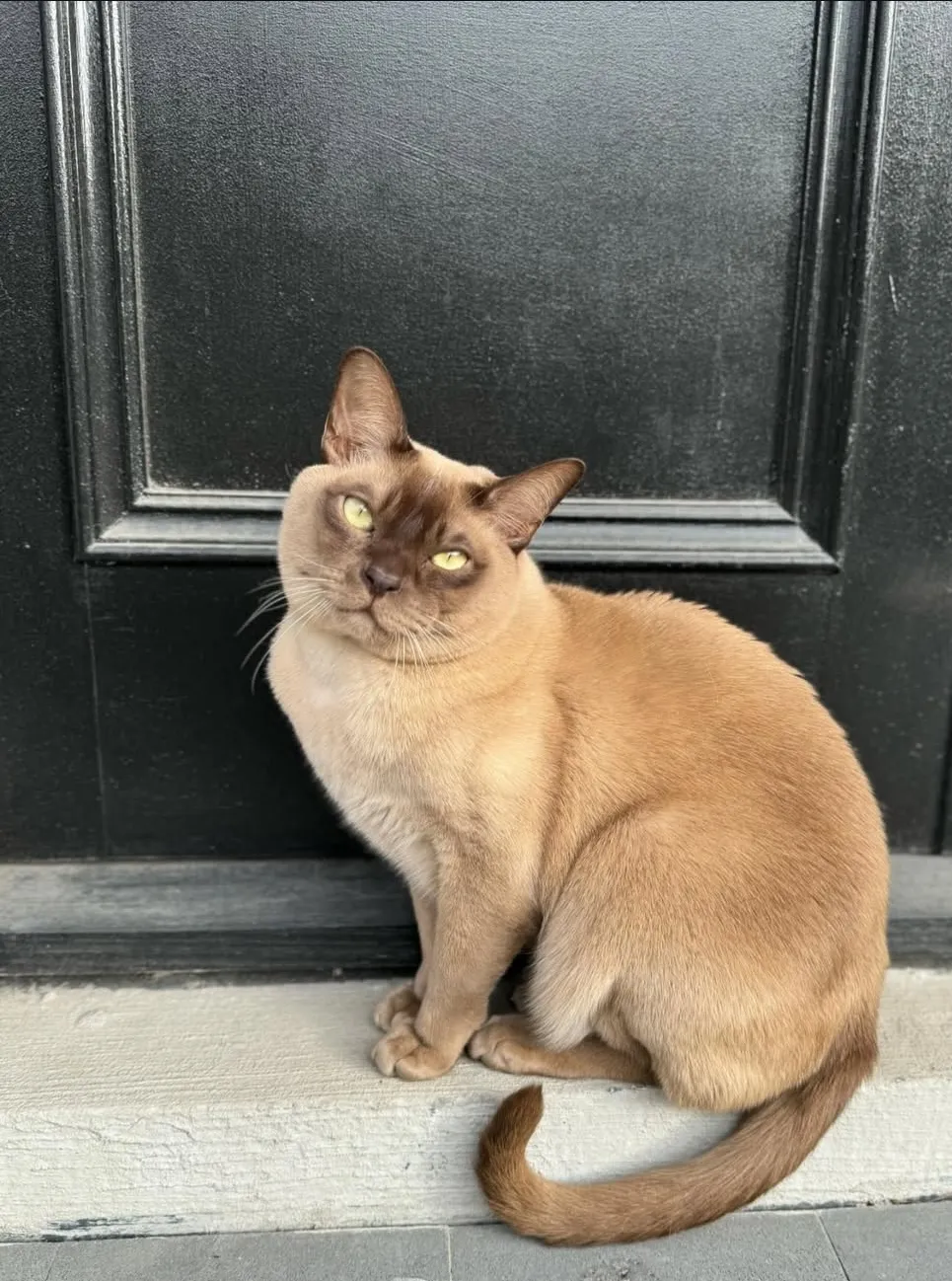 Burmese