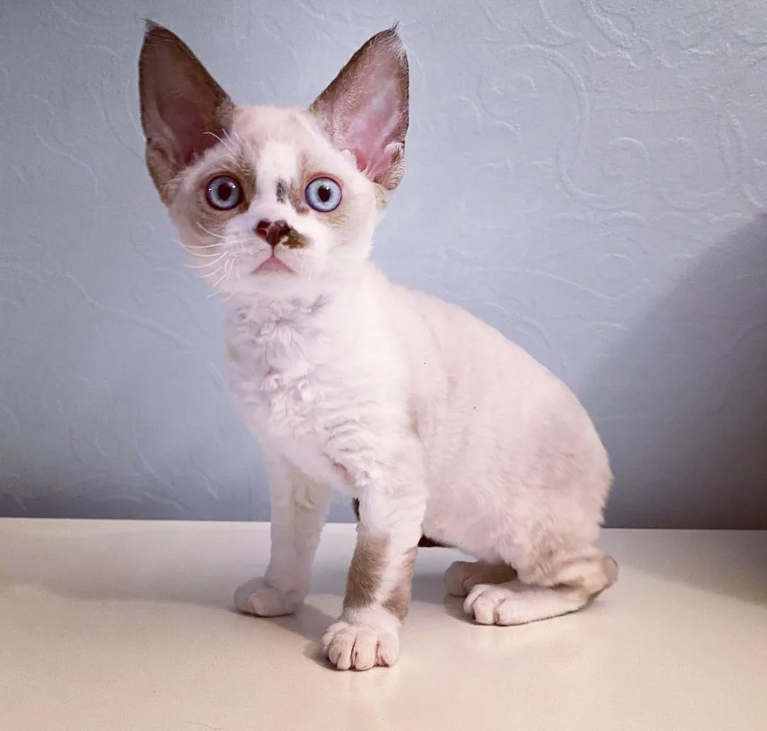 Devon Rex