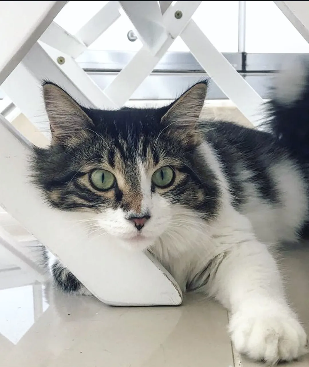 Luca