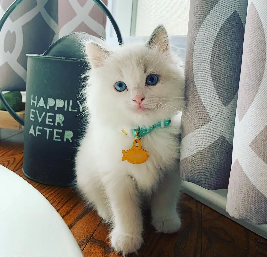 Ragdoll
