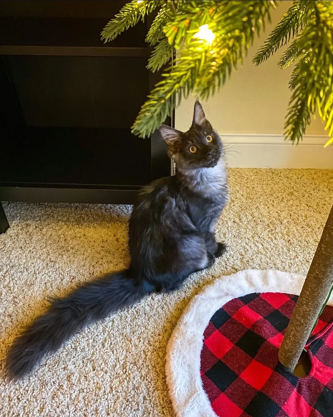 Lyra