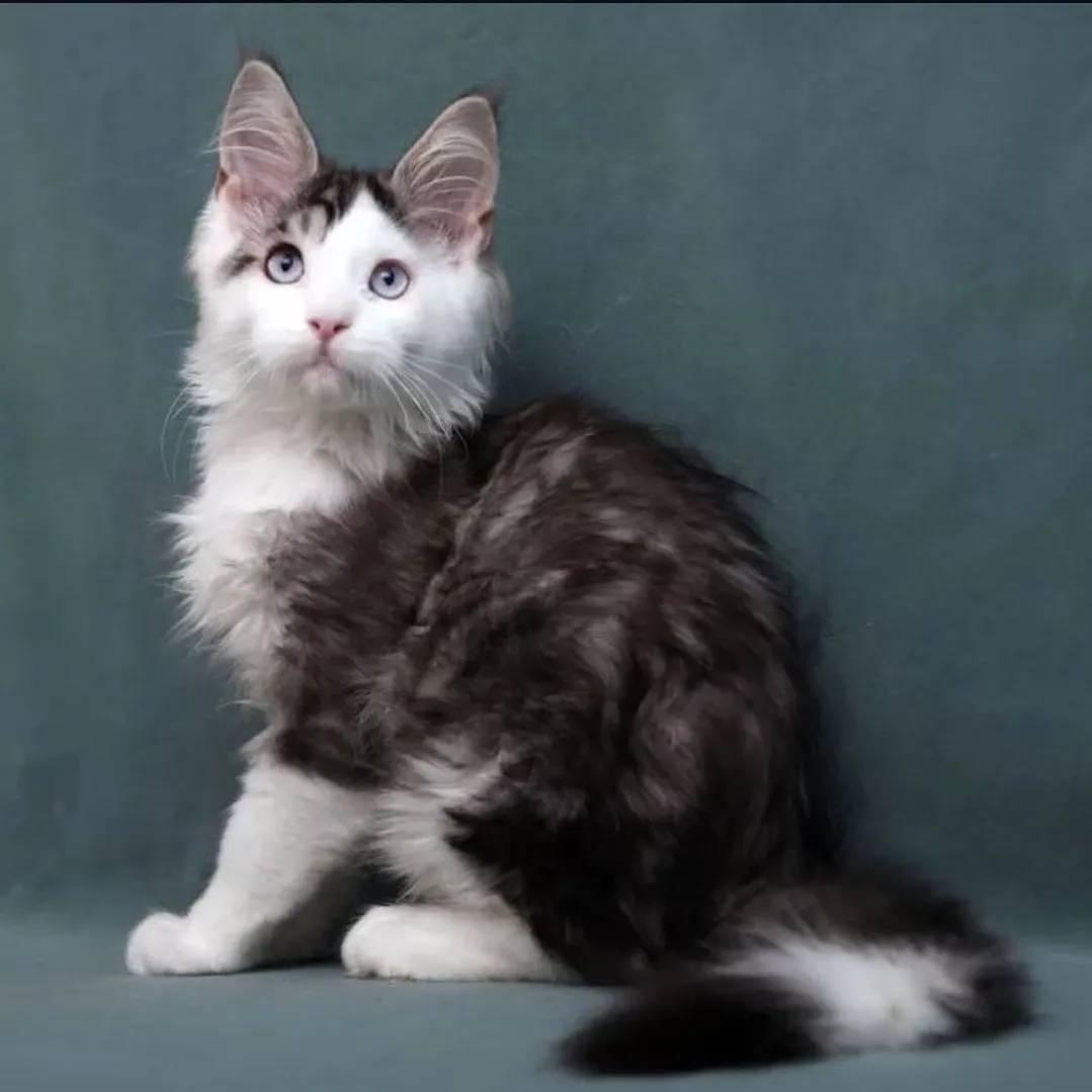 Merlin