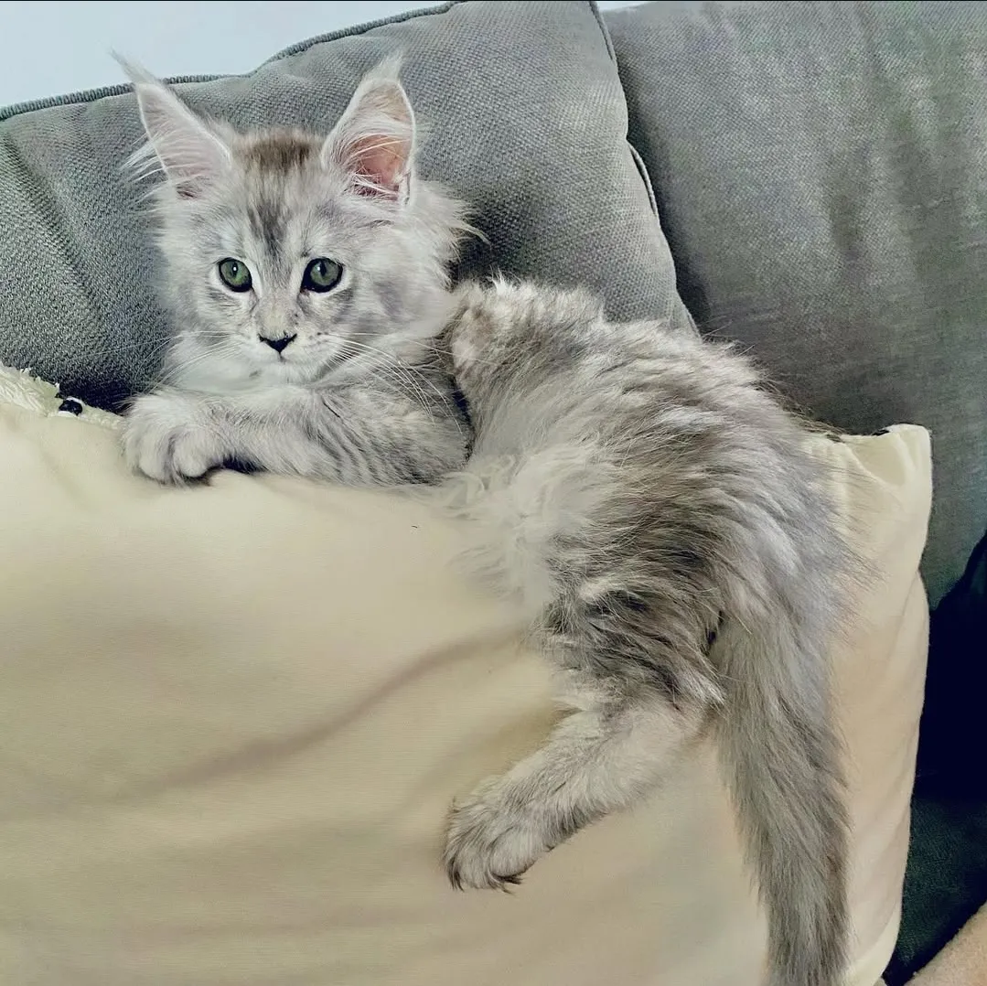 Mia