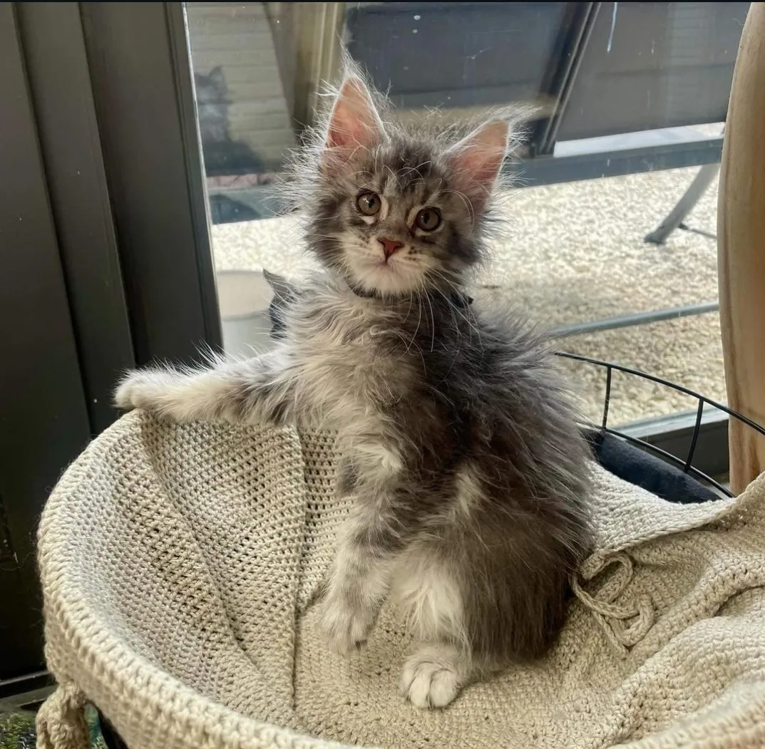 Monty