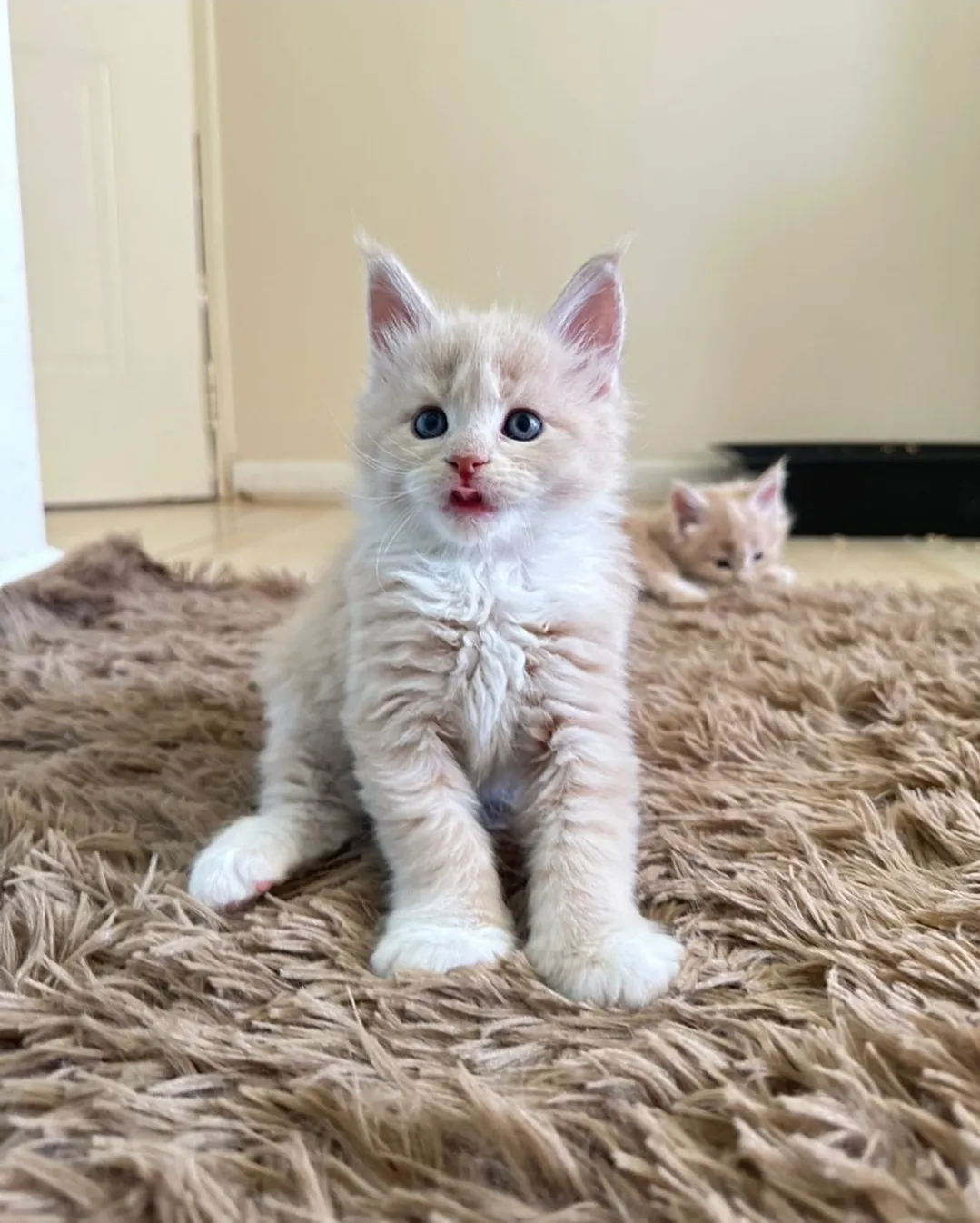 Mufasa
