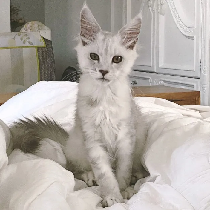 Nina