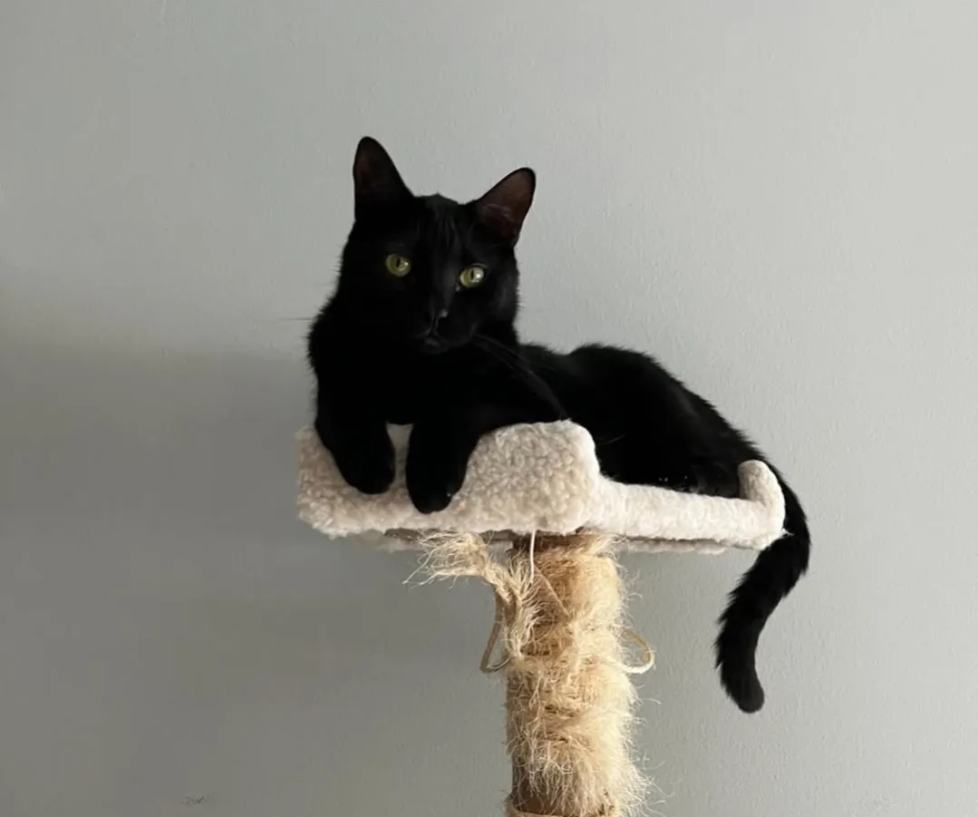 Olie