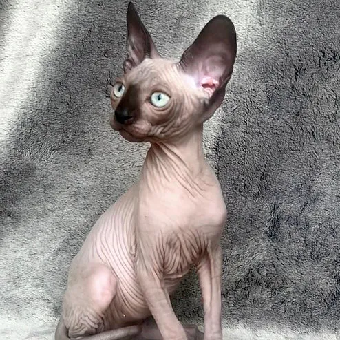 Retrato de gatito Sphynx