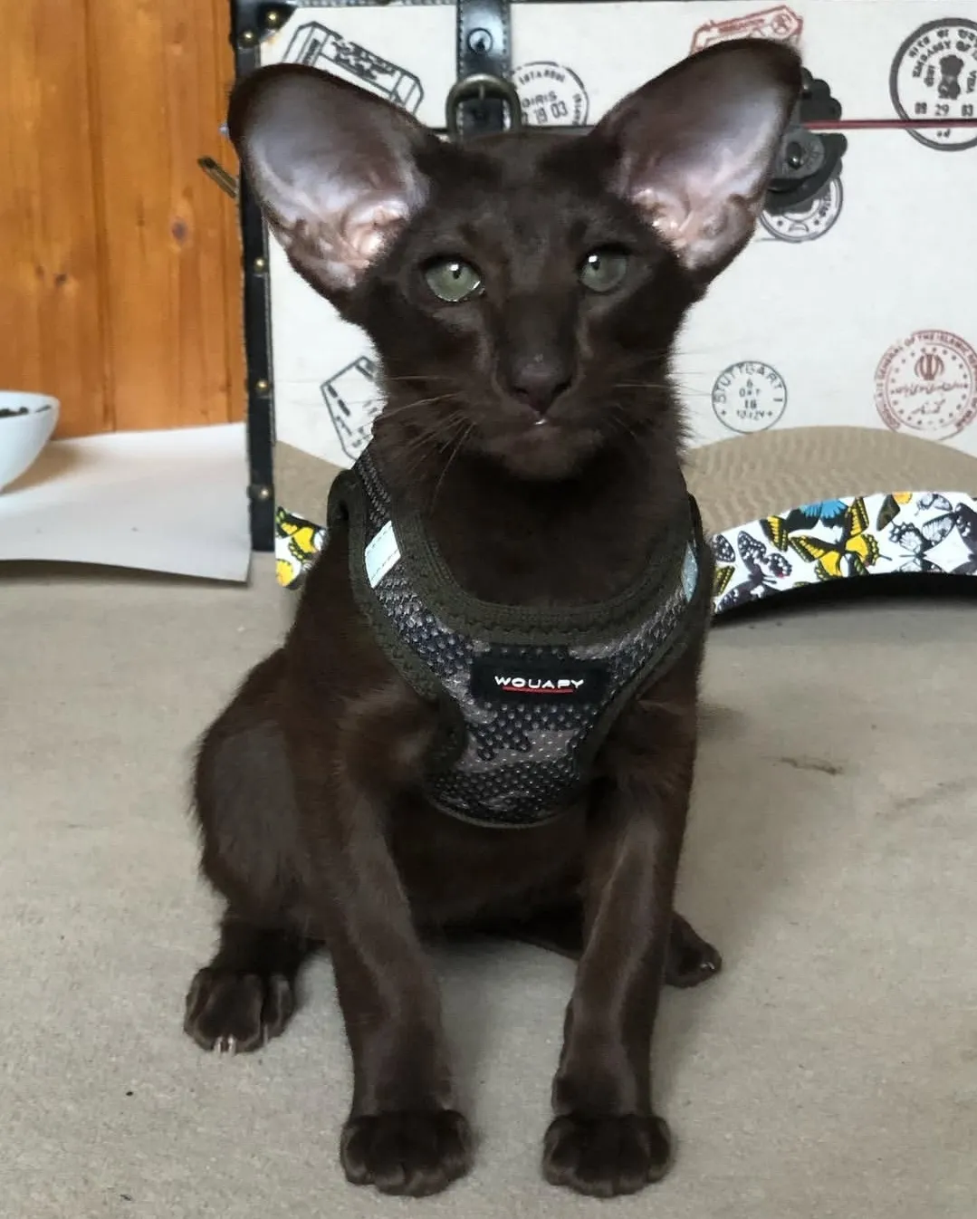 Hazel
