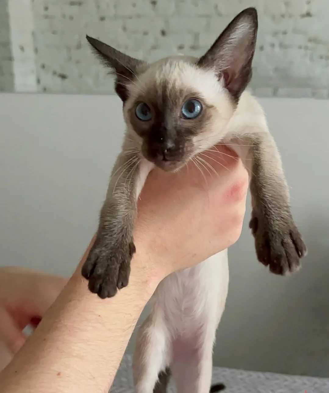 Oriental Shorthair
