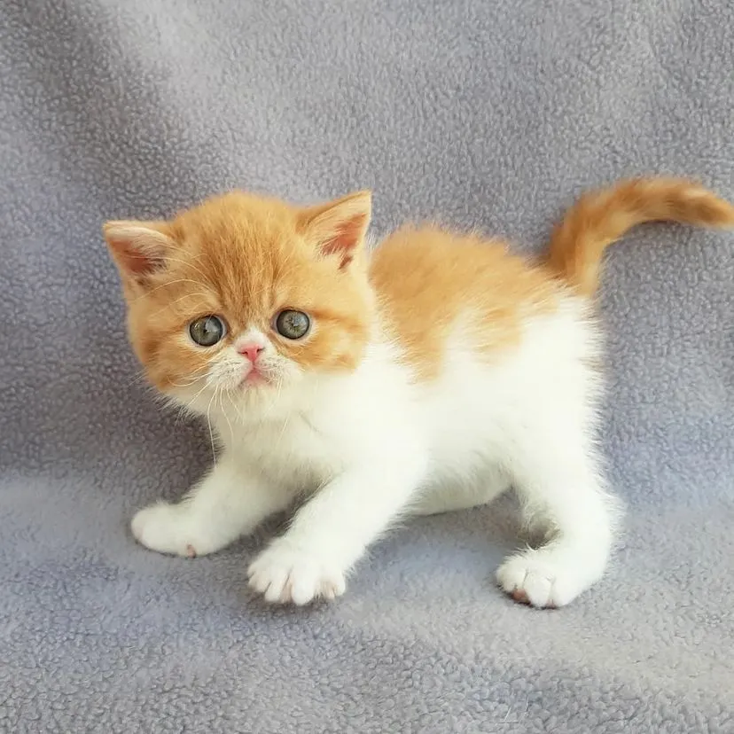 Persian