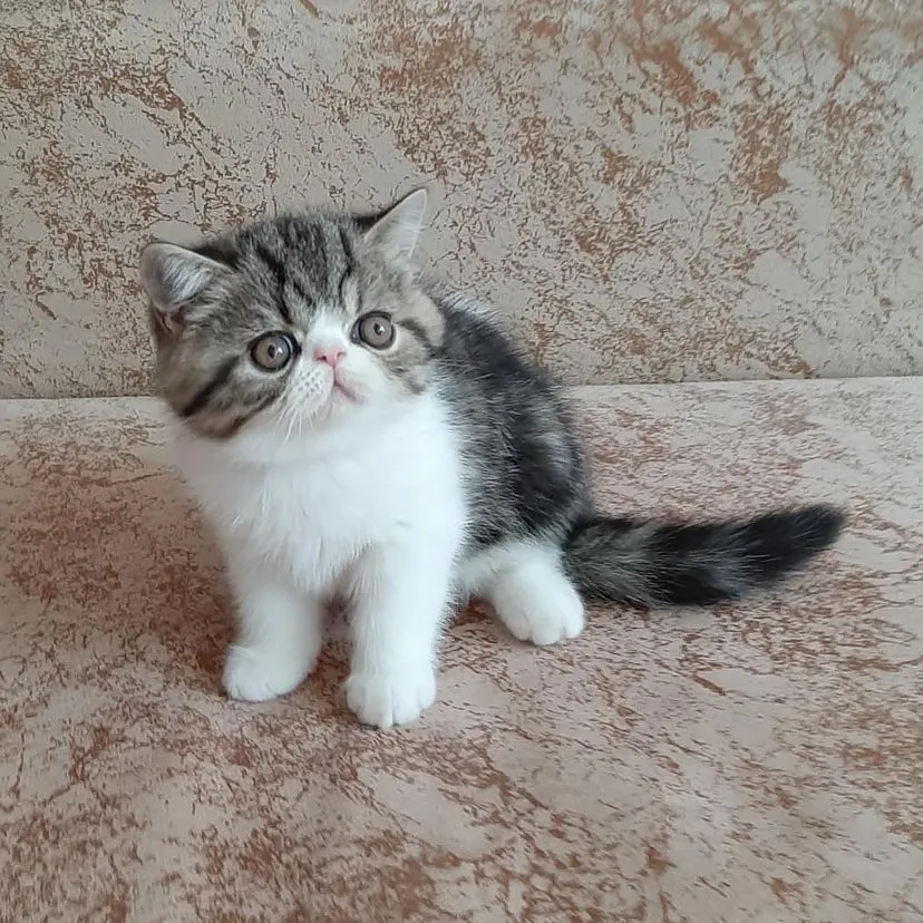 Millie