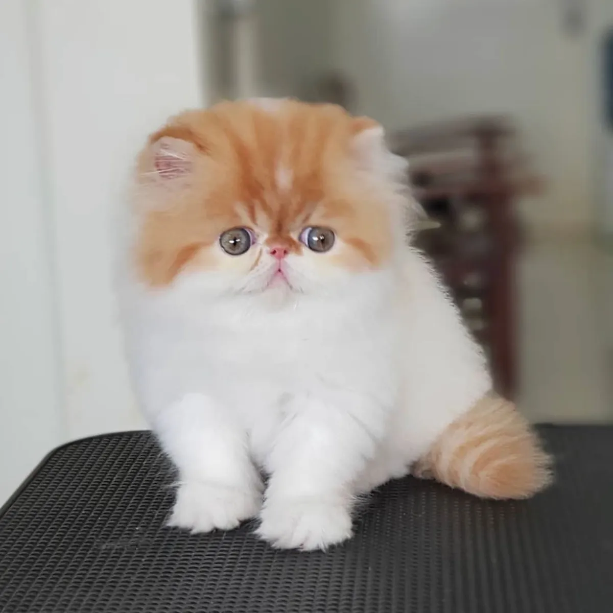 Nova