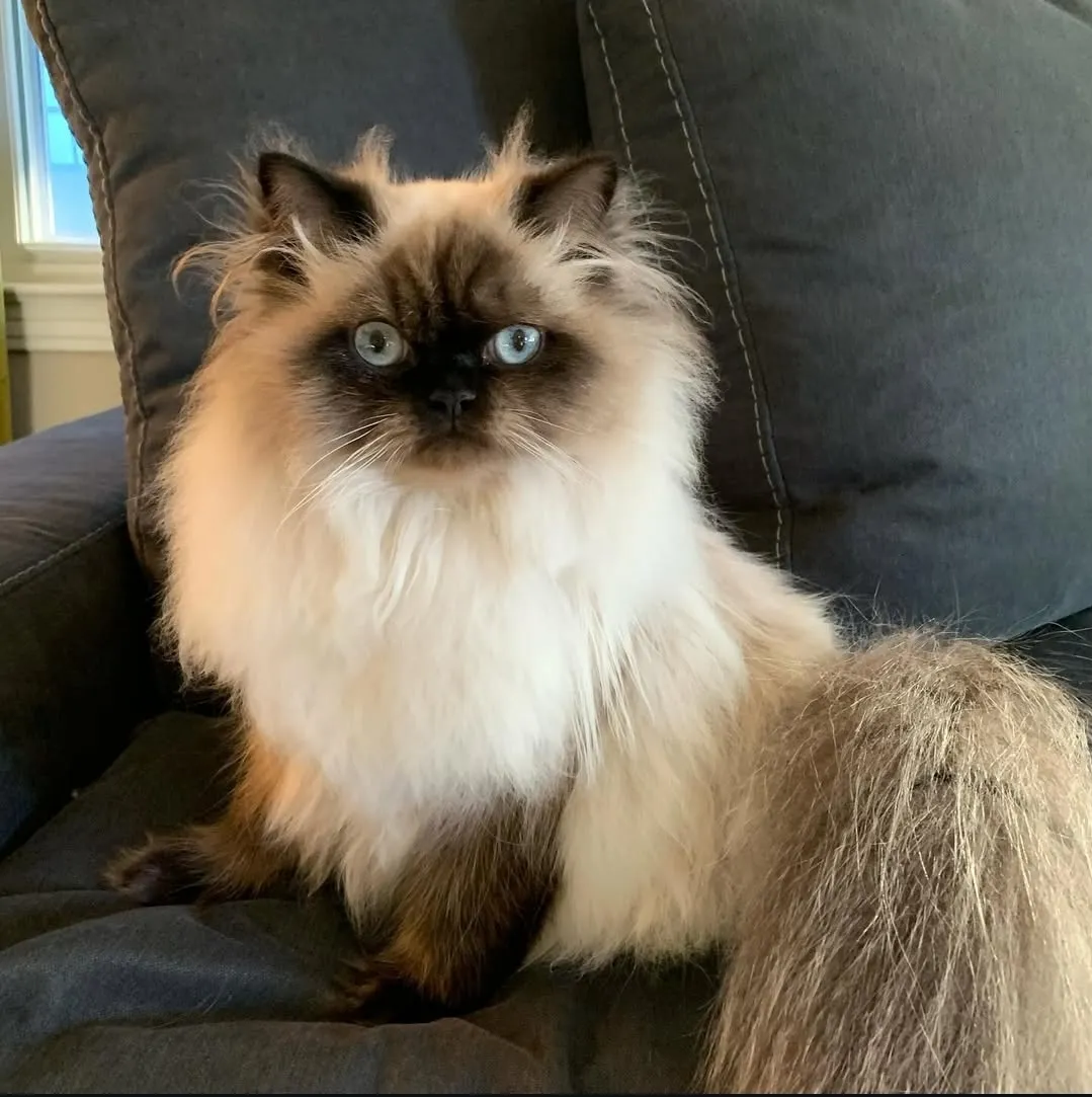 Himalayan