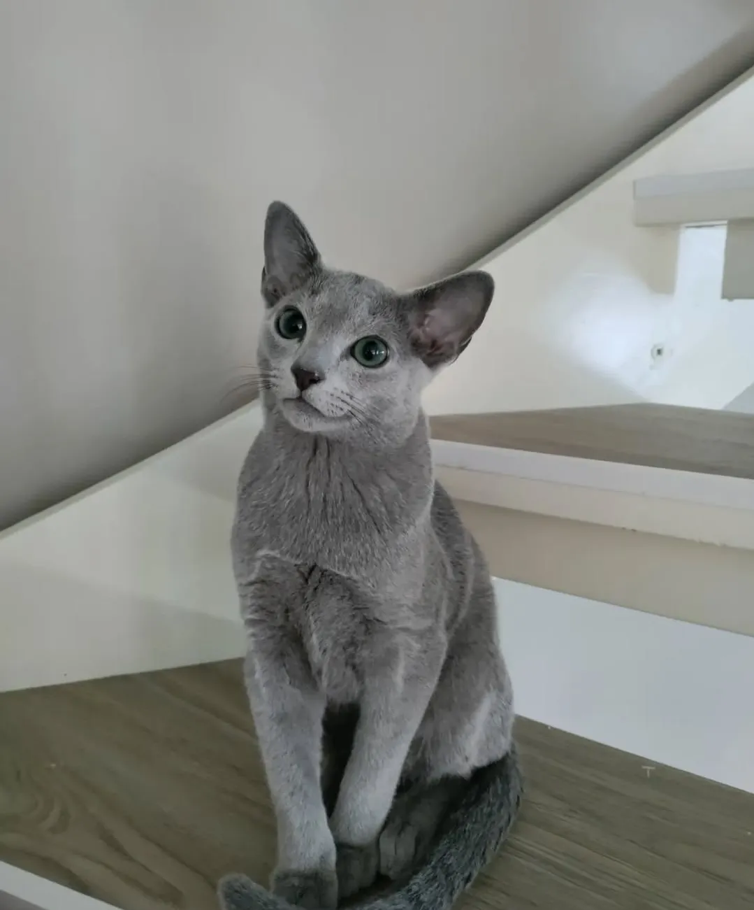 Russian Blue