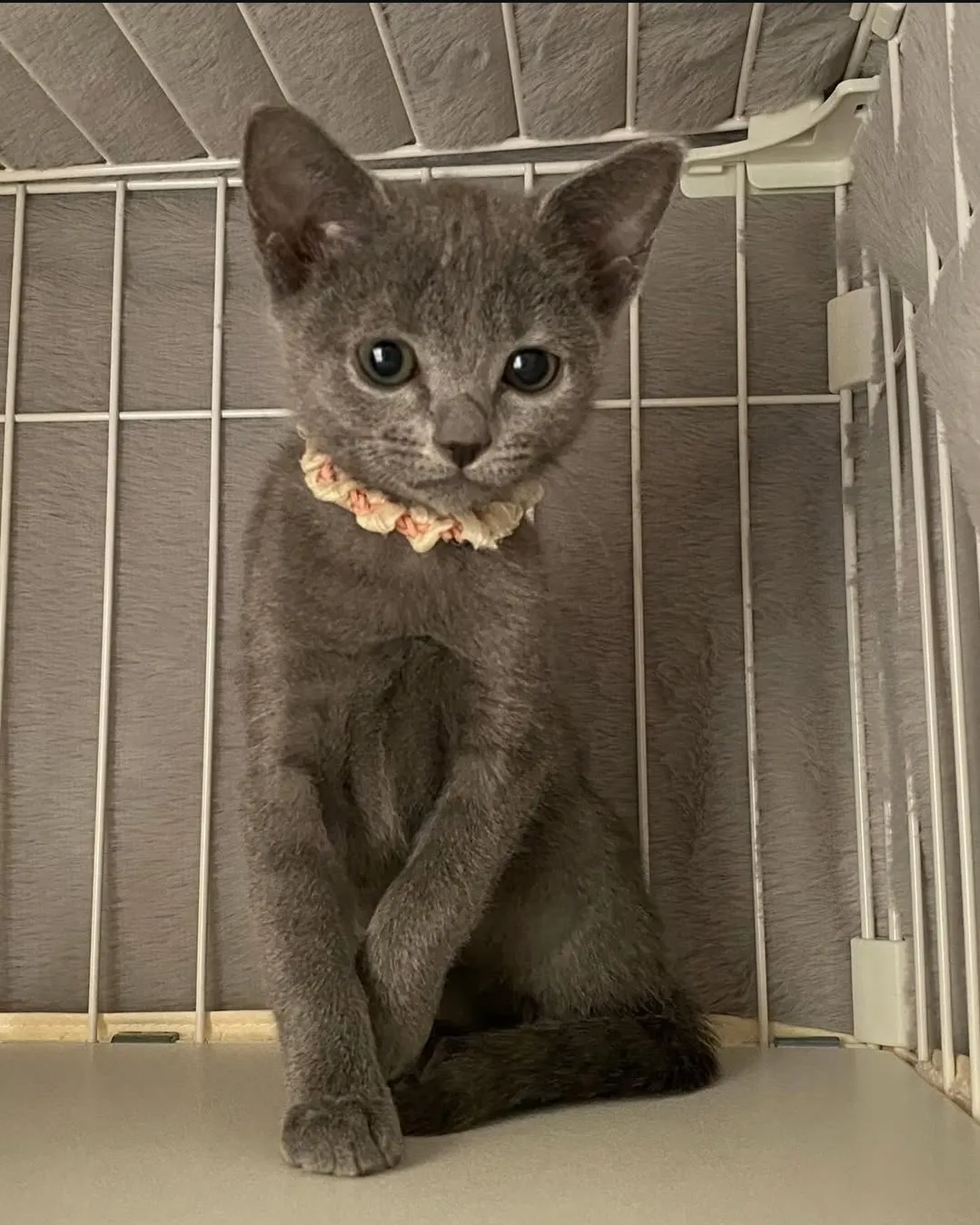 Stella