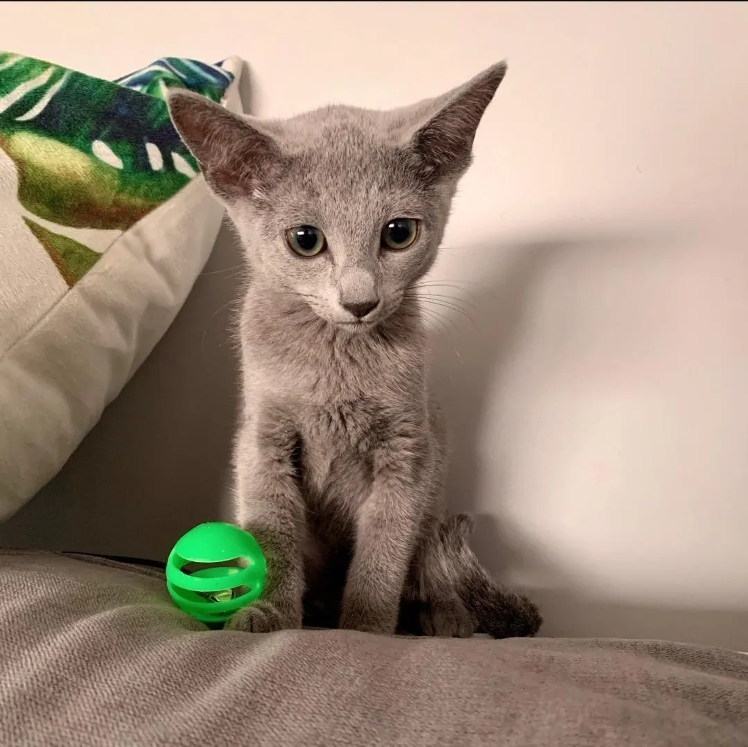 Biscuit