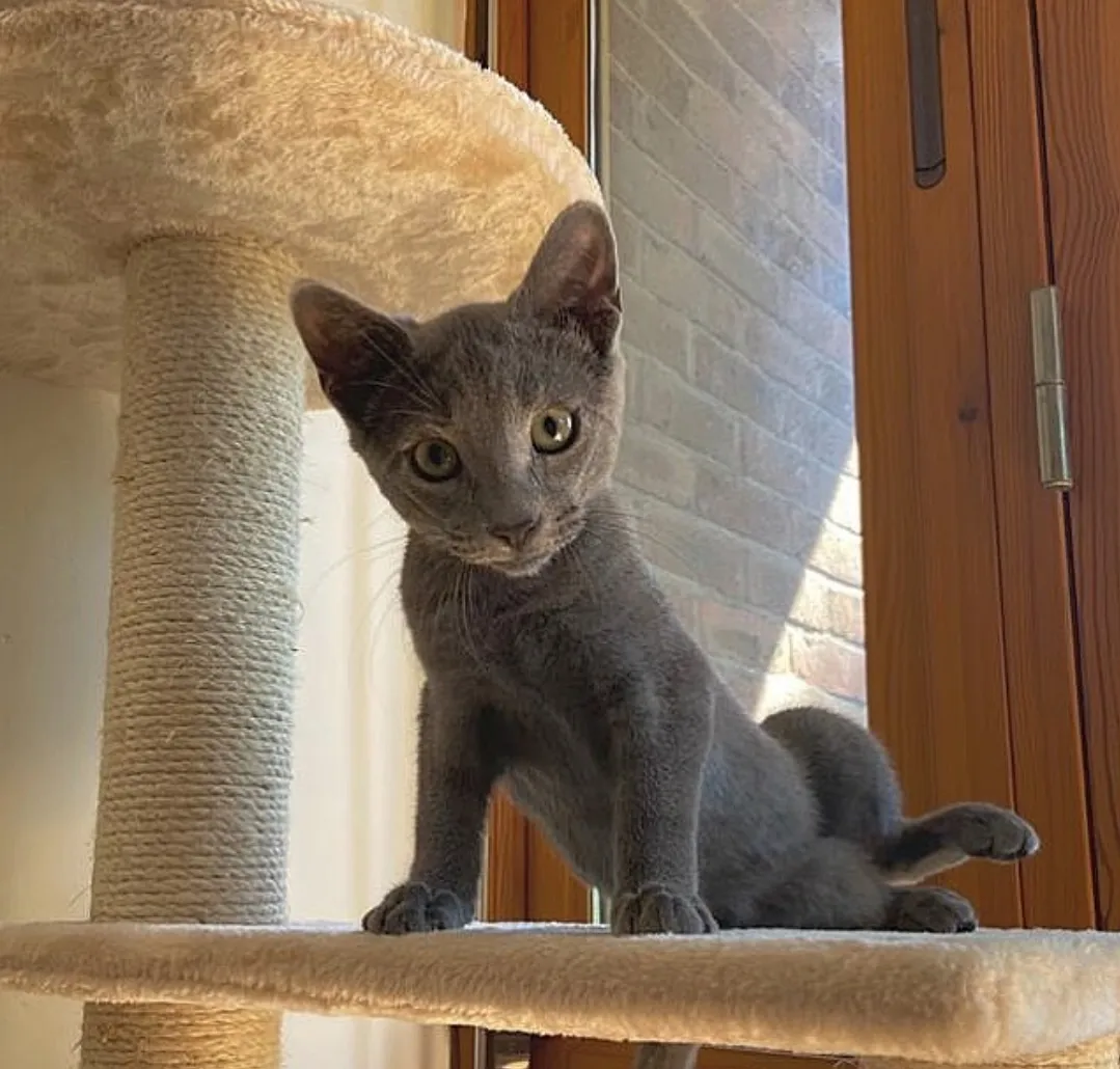 Lulu