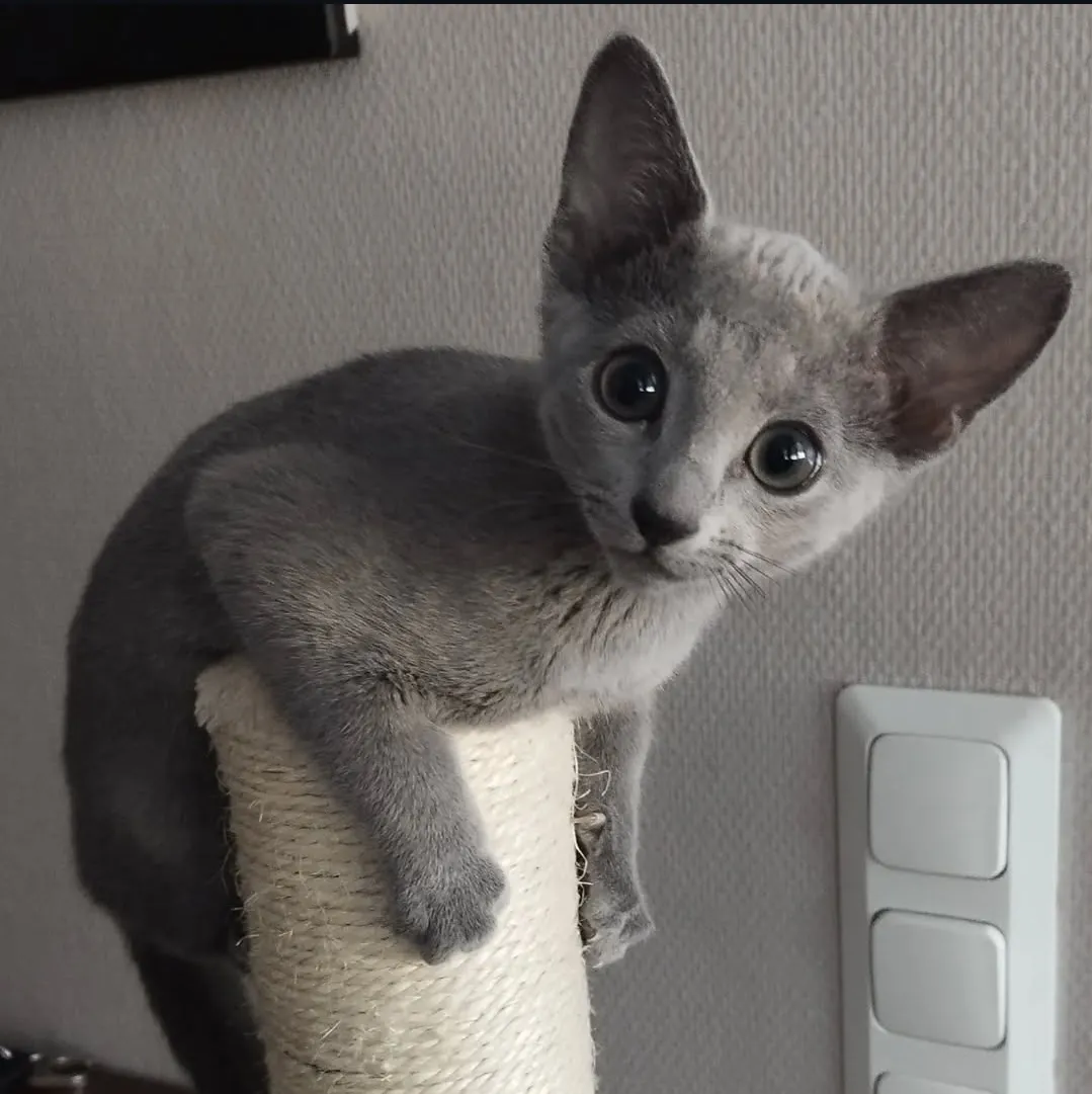 Mochi