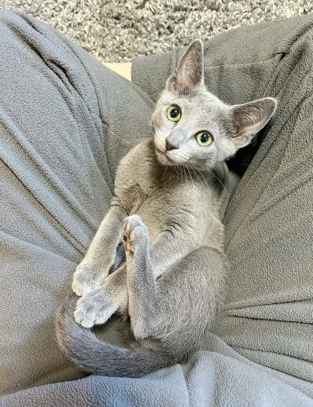 Simba