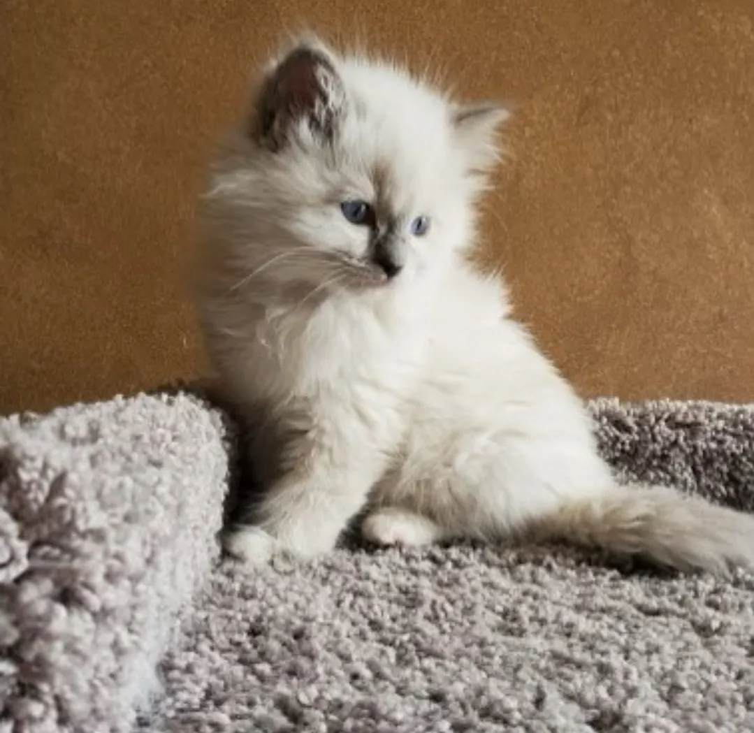 Sam