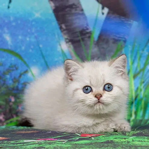 British Shorthair